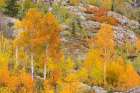USA, Colorado, San Juan National Forest. Aspen trees in autumn colors. Art Print